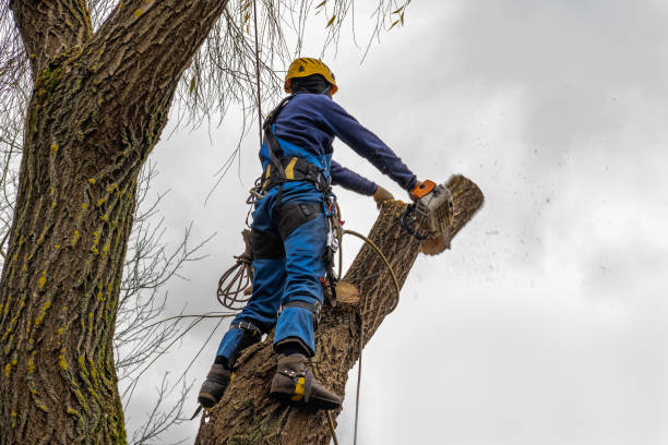  Farmingville, NY Tree Removal Pros