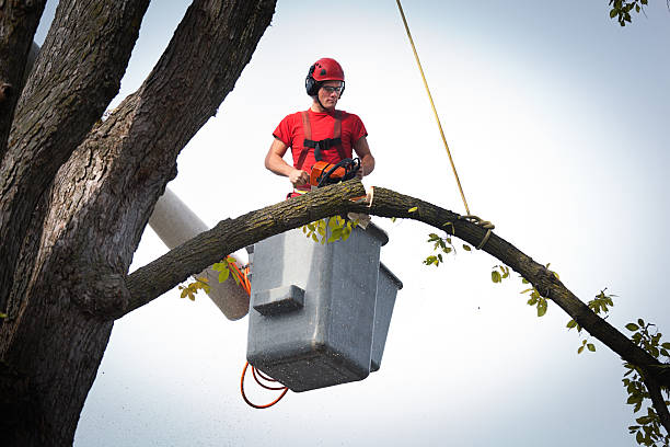 Best Storm Damage Tree Cleanup  in Farmingville, NY